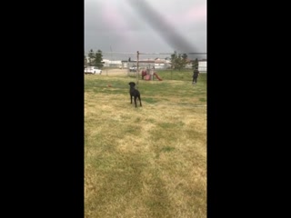 Kenya And Coyote Quick.mp4